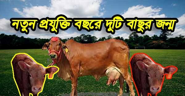 বছরে দুটি বাছুর জন্ম দেওয়ার প্রযুক্তি