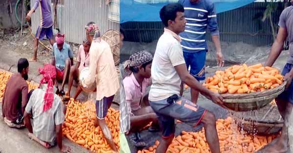 গাজর চাষে বিপ্লব, দ্বিগুণ লাভে গাজর বিক্রয় করছেন চাষিরা