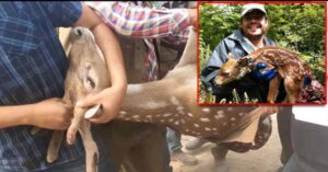 কুকুরের আক্রমণ থেকে হরিণ উদ্ধার করলো গ্রামবাসী