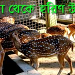 বরিশালের বাবুগঞ্জ উপজেলার দুর্গাসাগর দীঘির খাঁচা থেকে হরিণ উধাও