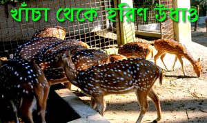 বরিশালের বাবুগঞ্জ উপজেলার দুর্গাসাগর দীঘির খাঁচা থেকে হরিণ উধাও