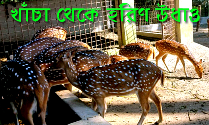 বরিশালের বাবুগঞ্জ উপজেলার দুর্গাসাগর দীঘির খাঁচা থেকে হরিণ উধাও